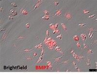 WT-1 Mouse Brown Preadipocyte Cell Line | SCC255
